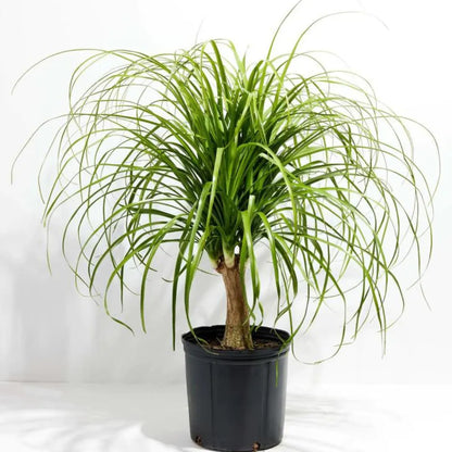 gardenersdream ponytail palm beaucarnea nolina tall Ponytail Palm (Beaucarnea Recurvata) Nolina Palm