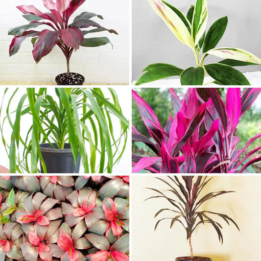 Buy Popular Dracaena Plant (Combo of 6) Online at Lalitenterprise