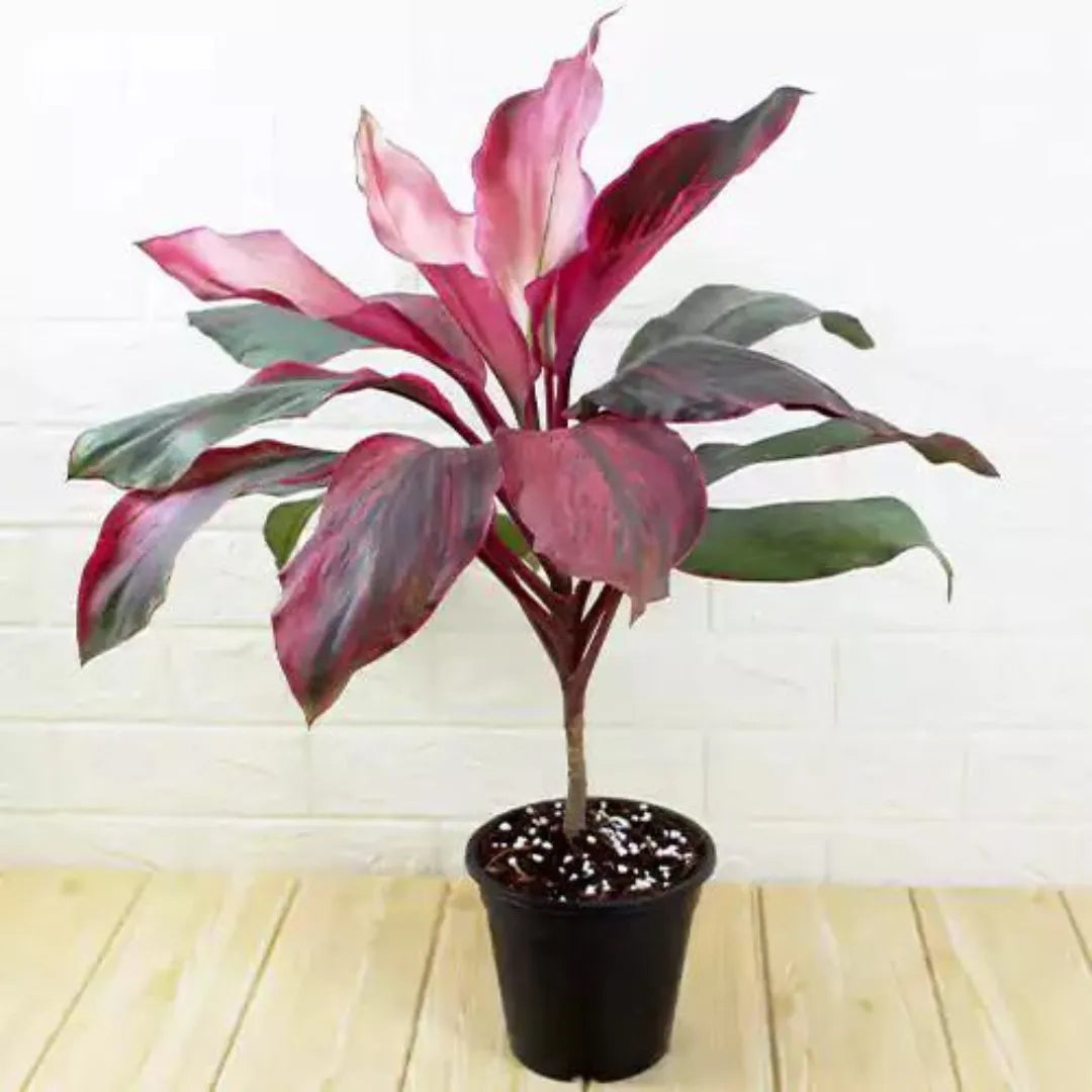 Buy Dracaena Kedarnath Plant Online at Lalitenterprise