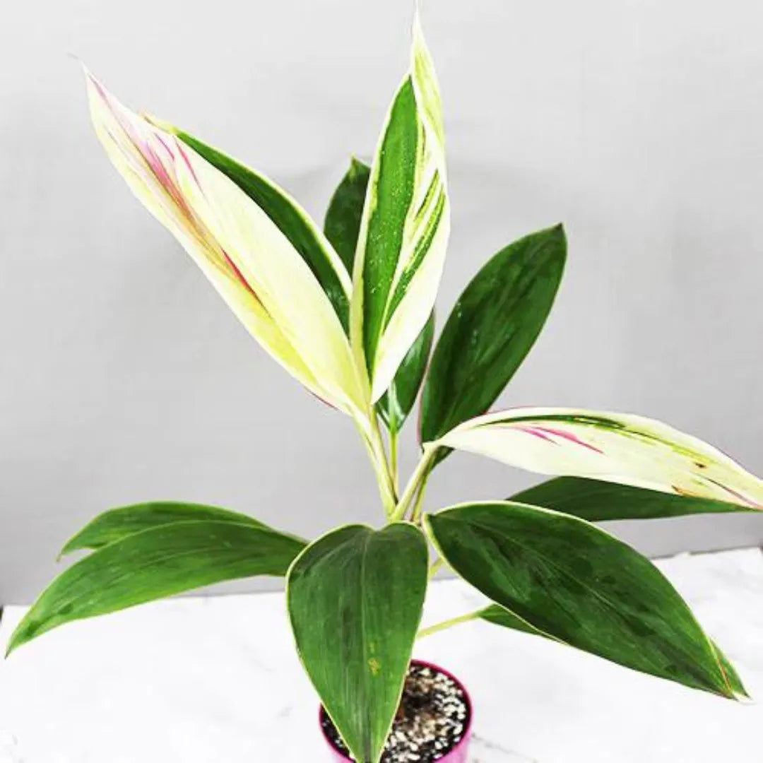 Buy Dracaena Baby doll Plant Online at Lalitenterprise