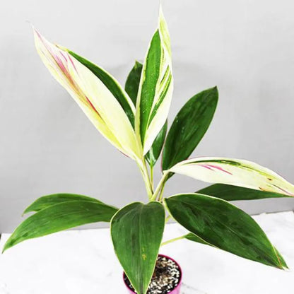 Buy Dracaena Baby doll Plant Online at Lalitenterprise