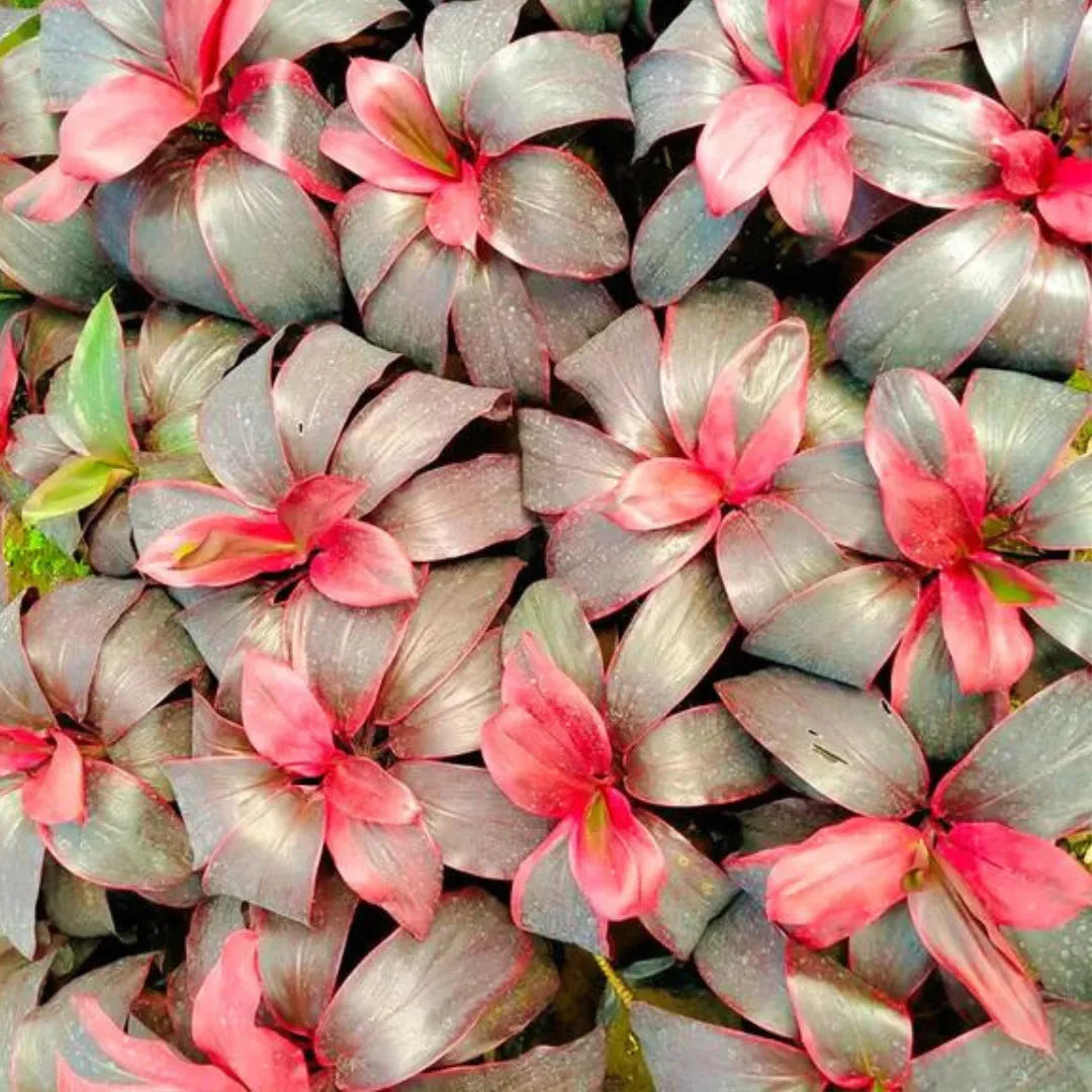 Buy Dracaena Red Ruby Plant Online at Lalitenterprise