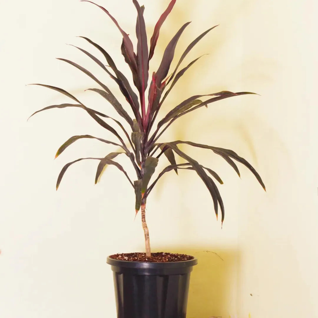 Buy Dracaena Thin long leaves Plant Online at Lalitenterprise