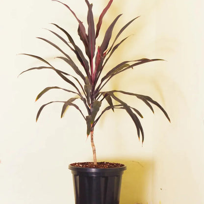 Buy Dracaena Thin long leaves Plant Online at Lalitenterprise