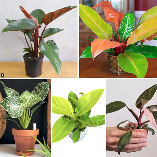 Buy Top 5 Premium Philodendron foliage Plant 'Combo Pack' Online at Lalitenterprise