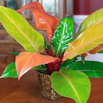 Buy Philodendron ‘Prince of Orange' Plant Online at Lalitenterprise