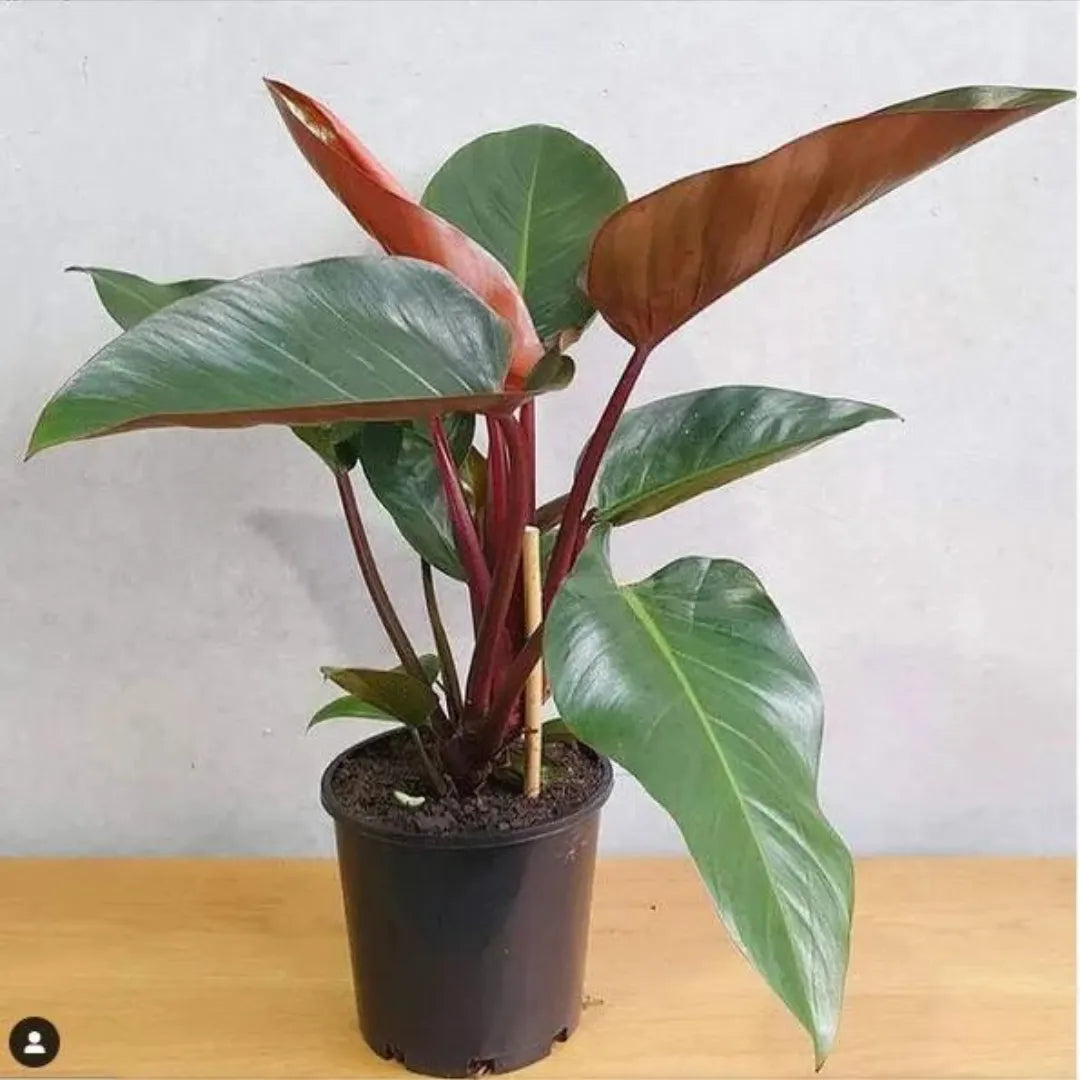 Buy Philodendron 'Rojo Congo' Plant Online at Lalitenterprise