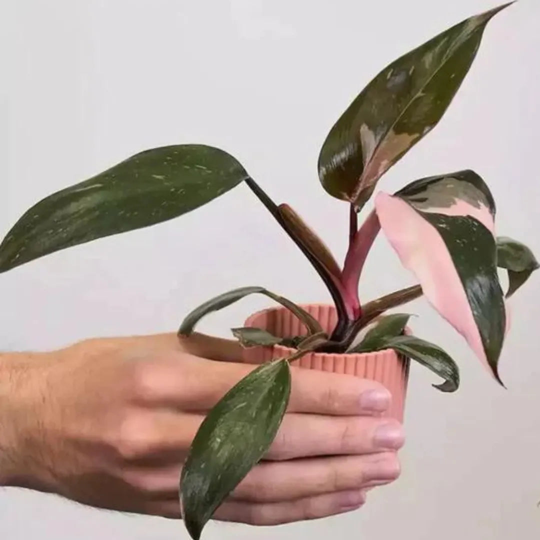 Buy Philodendron Pink Princess Plant Online at Lalitenterprise