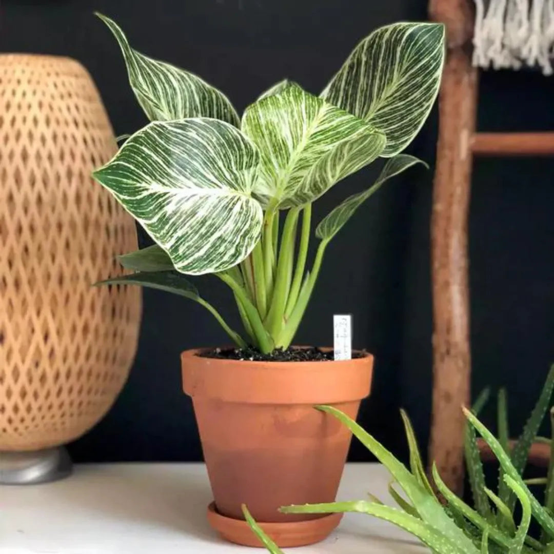 Buy Philodendron Birkin Plant Online at Lalitenterprise