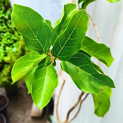 Buy Premna Japonica "Bonsai" (Musk Maple) - Plant Online at Lalitenterprise
