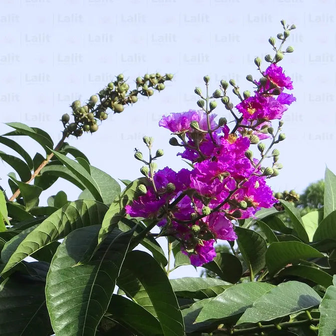 Buy Pride of India Plant Online at Laliterprise