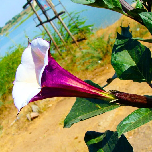 Buy Datura Metel 'Ballerina Purple' - Plant Online at Lalitenterprise