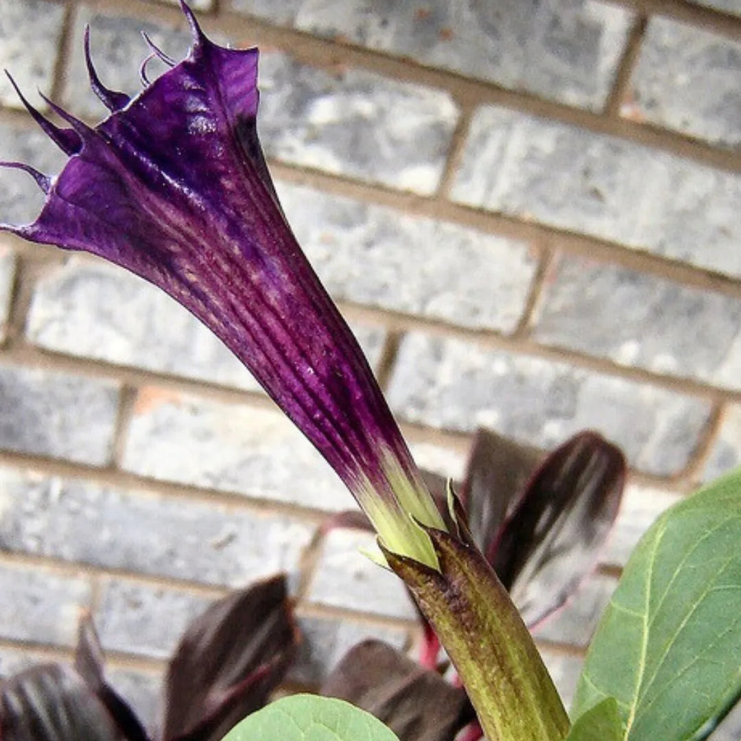 Buy Datura Metel 'Ballerina Purple' - Plant Online at Lalitenterprise