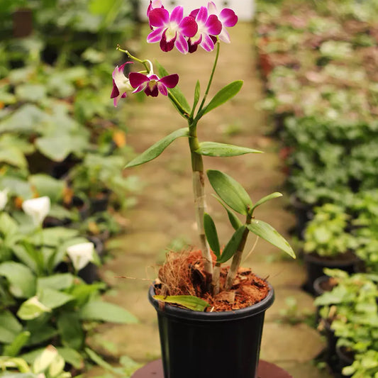 Buy Purple White Dendrobium Orchid - Plant Online at Lalitenterprise