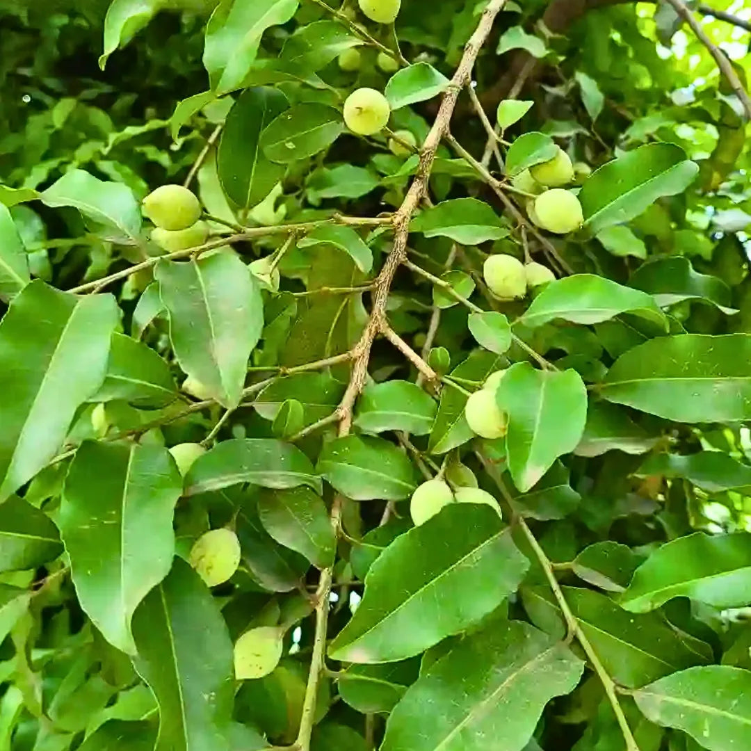 Buy Putranjiva Roxburghii (Drypetes Roxburghii) Luck Bean Tree - Plant Online at Lalitenterprise