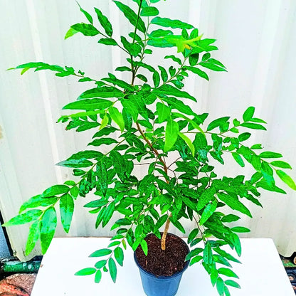 Buy Putranjiva Roxburghii, Luck Bean Tree - Plant Online at Lalitenterprise