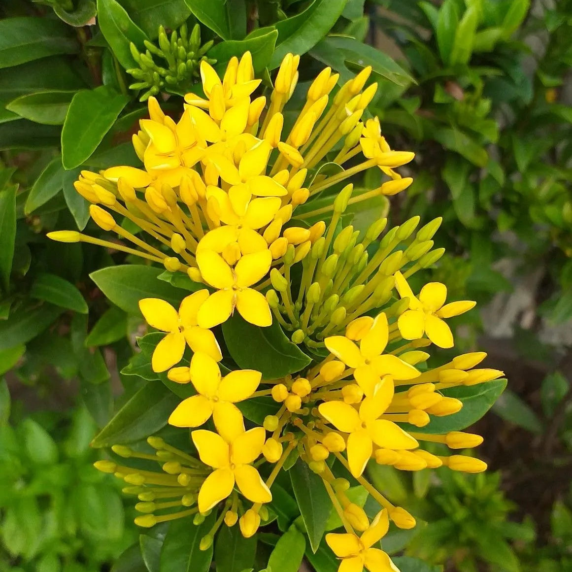Buy Raat Rani "Yellow Flower" (Cestrum Nocturnum) - Plant Online at Lalitenterprise