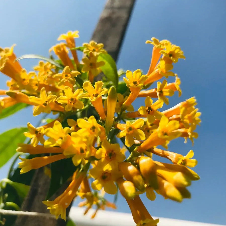 Buy Raat Rani "Yellow Flower" (Cestrum Nocturnum) - Plant Online at Lalitenterprise