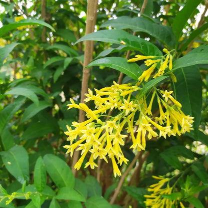 Buy Raat Rani "Yellow Flower" (Cestrum Nocturnum) - Plant Online at Lalitenterprise
