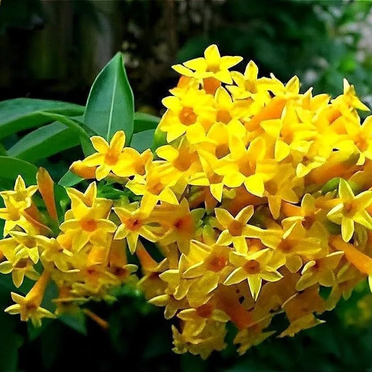 Buy Raat Rani "Yellow Flower" (Cestrum Nocturnum) - Plant Online at Lalitenterprise