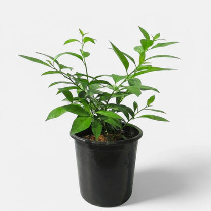 Buy Raat Rani "Yellow Flower" (Cestrum Nocturnum) - Plant Online at Lalitenterprise