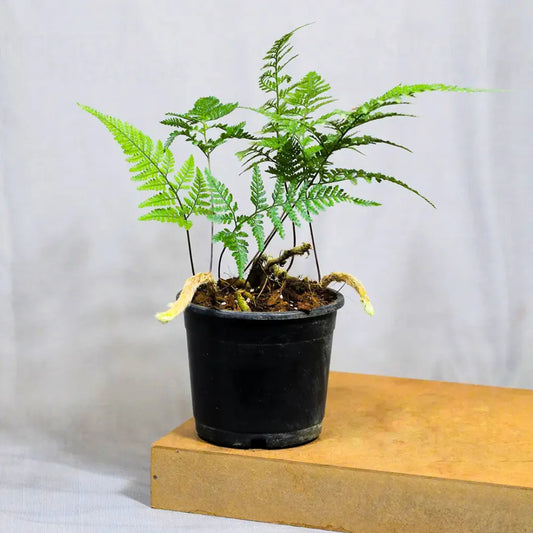 Buy Rabbit Foot Fern (Davallia Fejeensis) -  Plant Online at Lalitenterprise