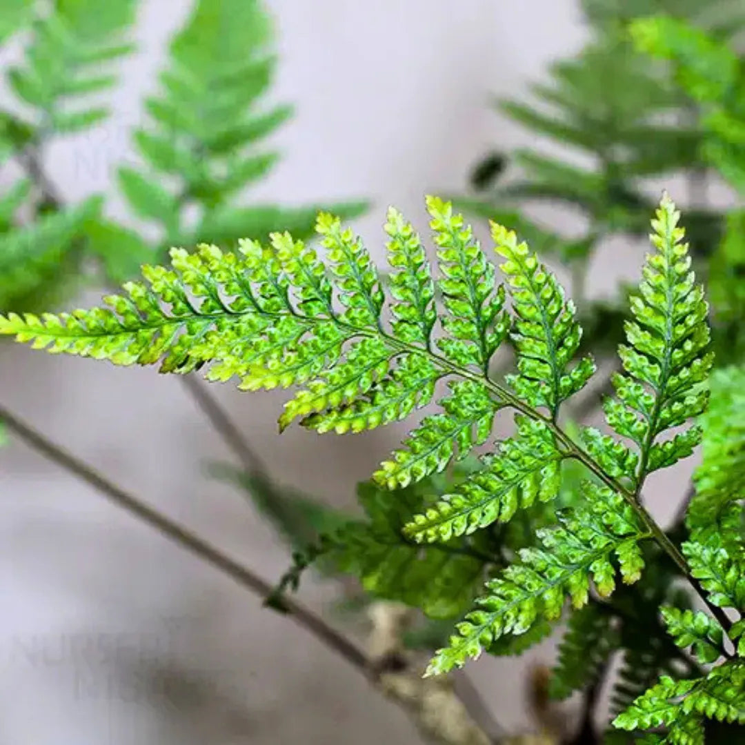 Buy Rabbit Foot Fern (Davallia Fejeensis) -  Plant Online at Lalitenterprise