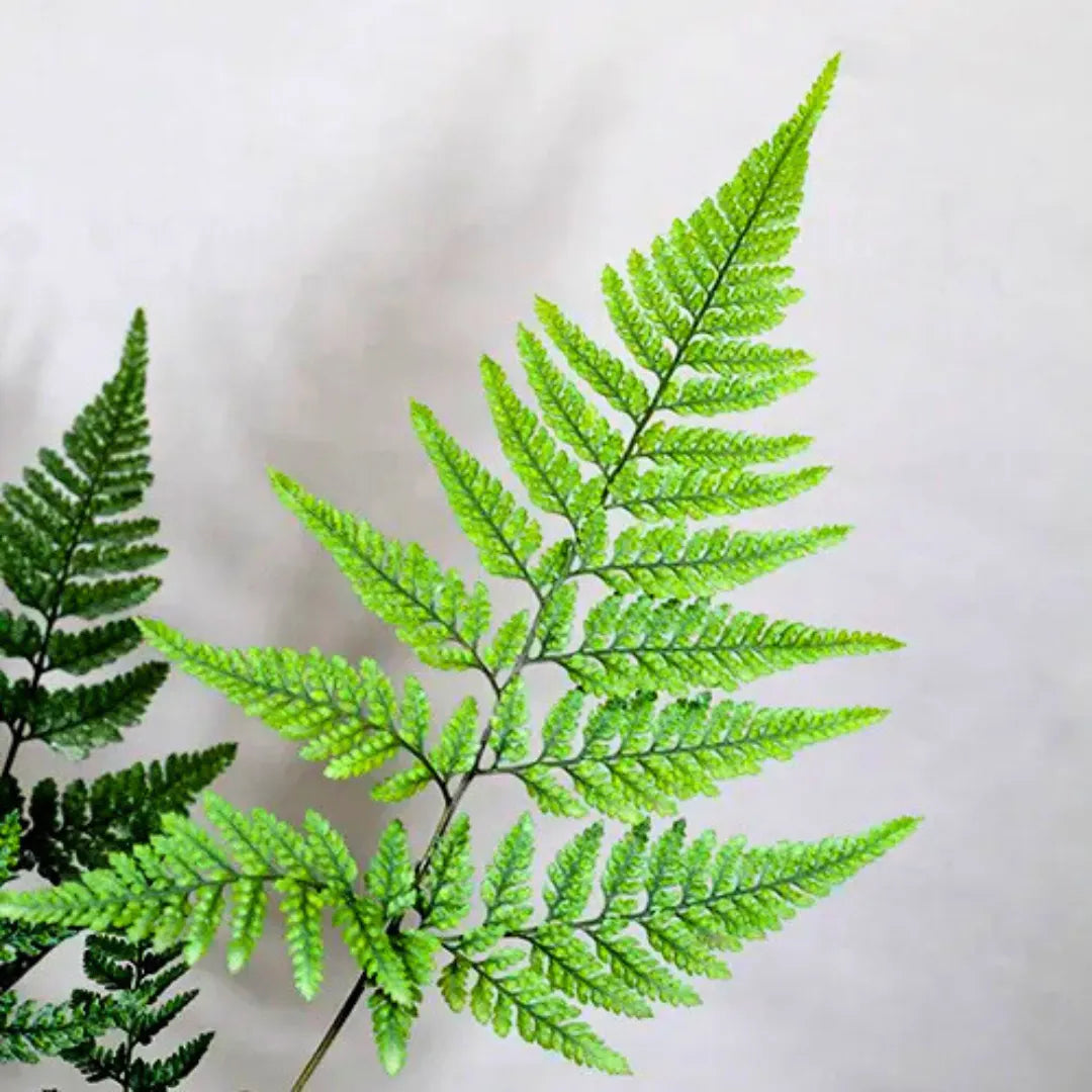 Buy Rabbit Foot Fern (Davallia Fejeensis) -  Plant Online at Lalitenterprise