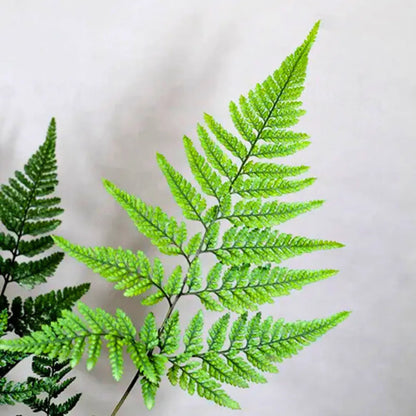 Buy Rabbit Foot Fern (Davallia Fejeensis) -  Plant Online at Lalitenterprise