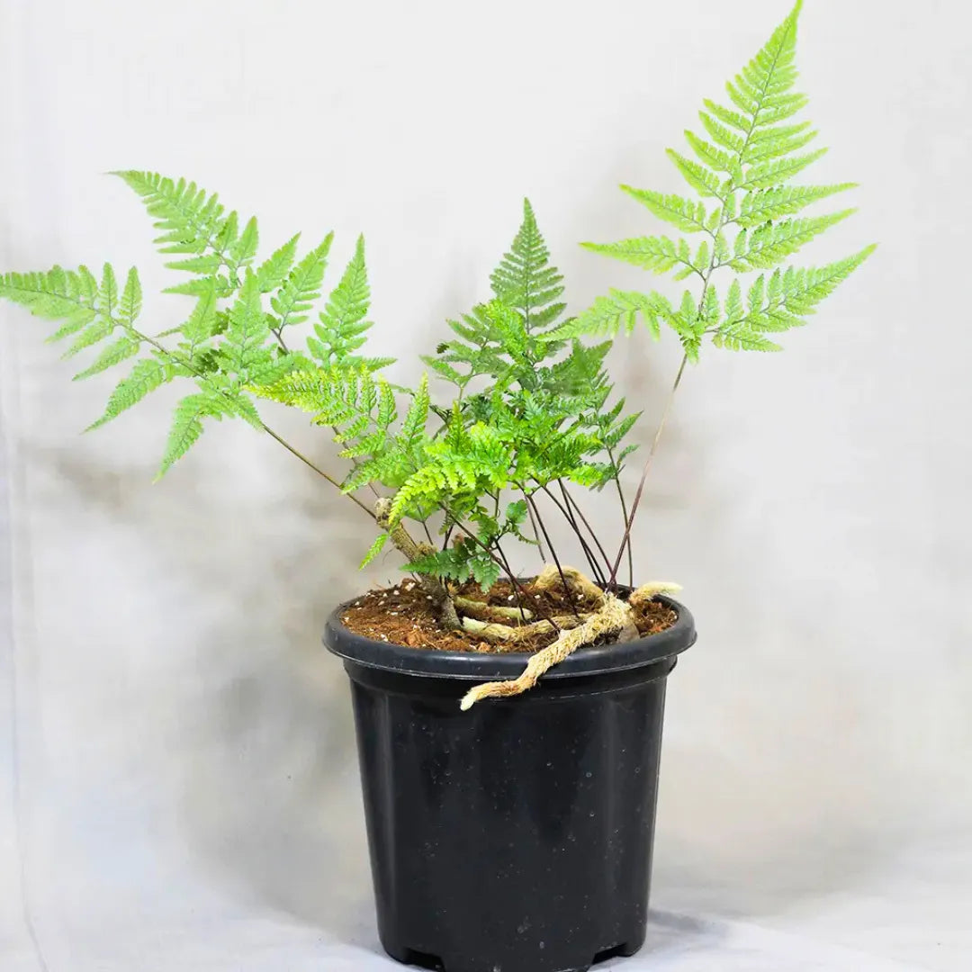 Buy Rabbit Foot Fern (Davallia Fejeensis) -  Plant Online at Lalitenterprise