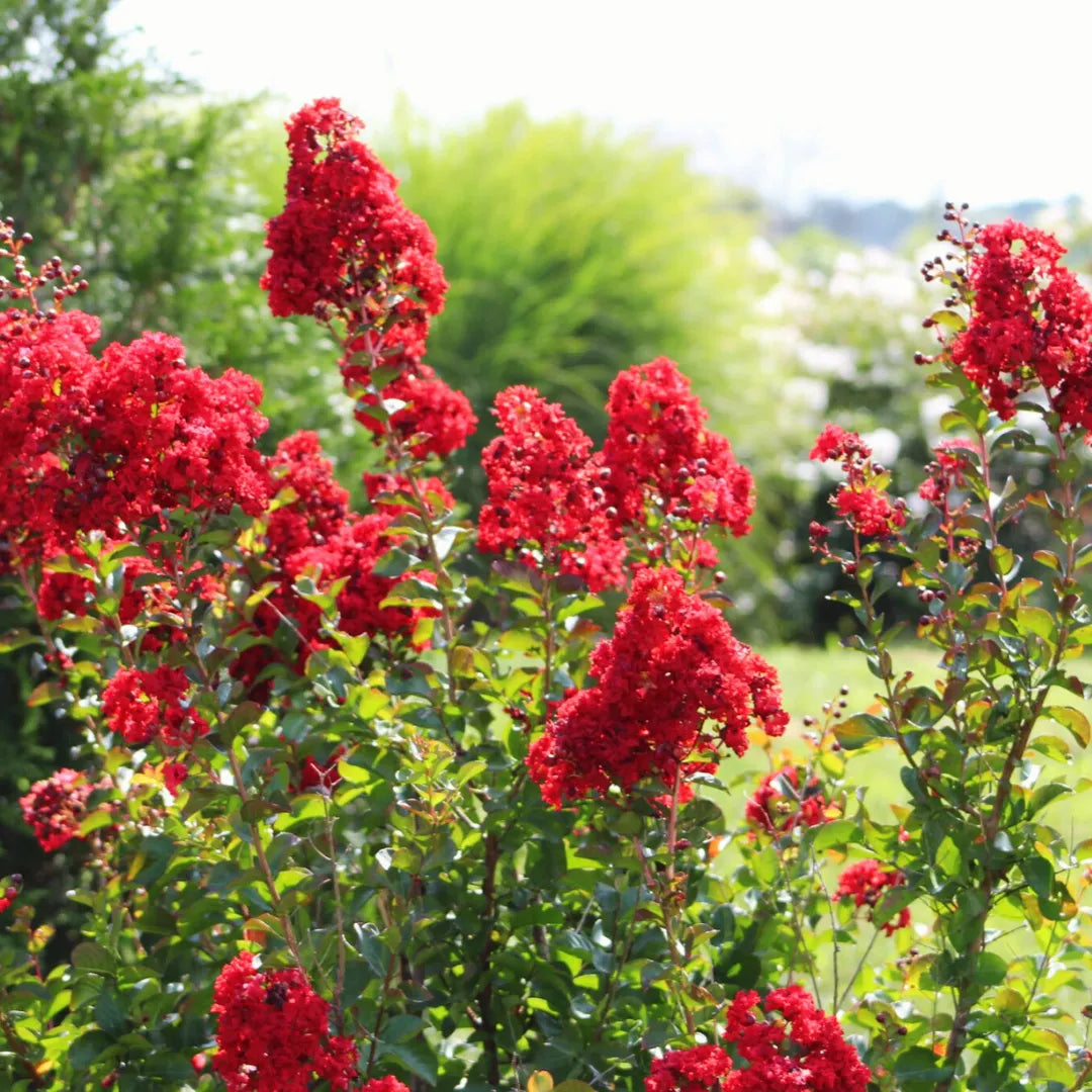Buy Radiant Red Crape Myrtle - Plant Online at Lalitenterprise