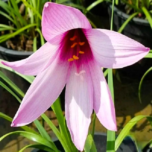 Buy Rain Lily Jumbo "Zephyranthes" - Plant Online at Lalitenterprise