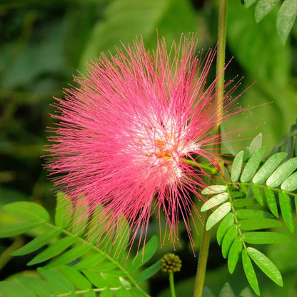 Buy Rain tree (Samanea Saman) Monkeypod tree - Plant Online at Lalitenterprise