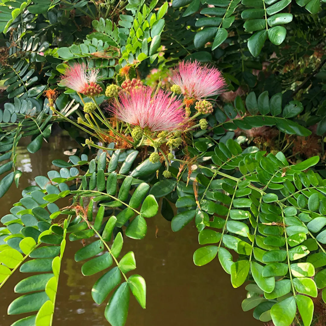 Buy Samanea Saman tree - Plant Online at Lalitenterprise
