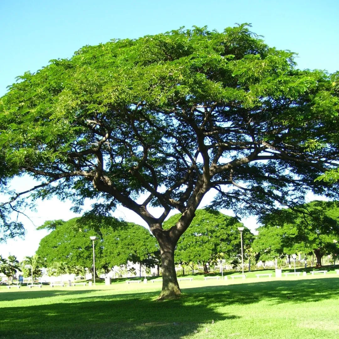Buy Samanea Saman tree - Plant Online at Lalitenterprise