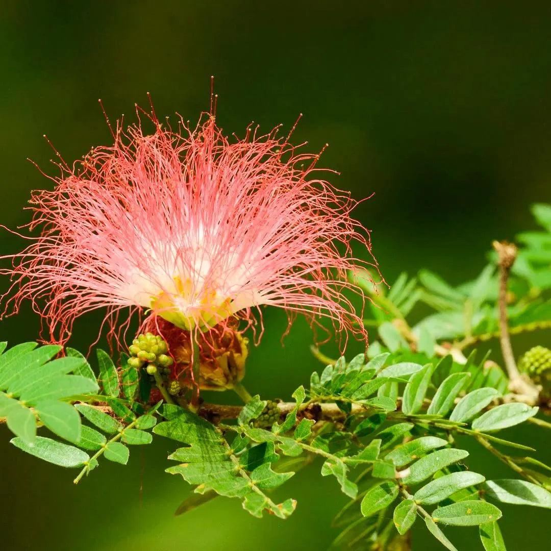 Buy Monkeypod tree - Plant Online at Lalitenterprise