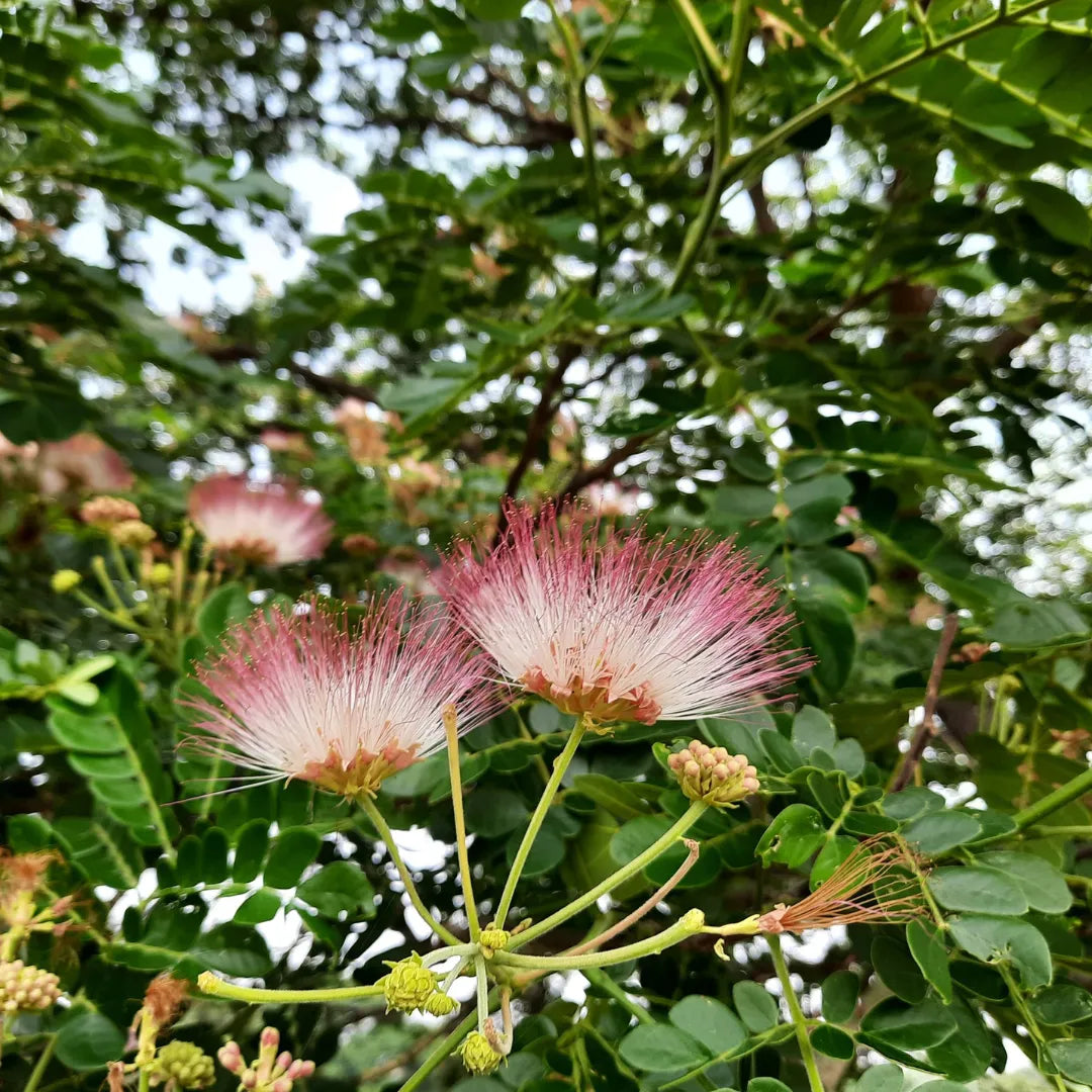 Buy Rain tree - Plant Online at Lalitenterprise