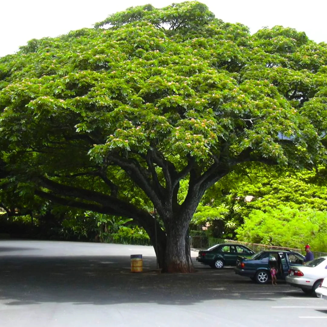 Buy Rain tree (Samanea Saman) Monkeypod tree - Plant Online at Lalitenterprise