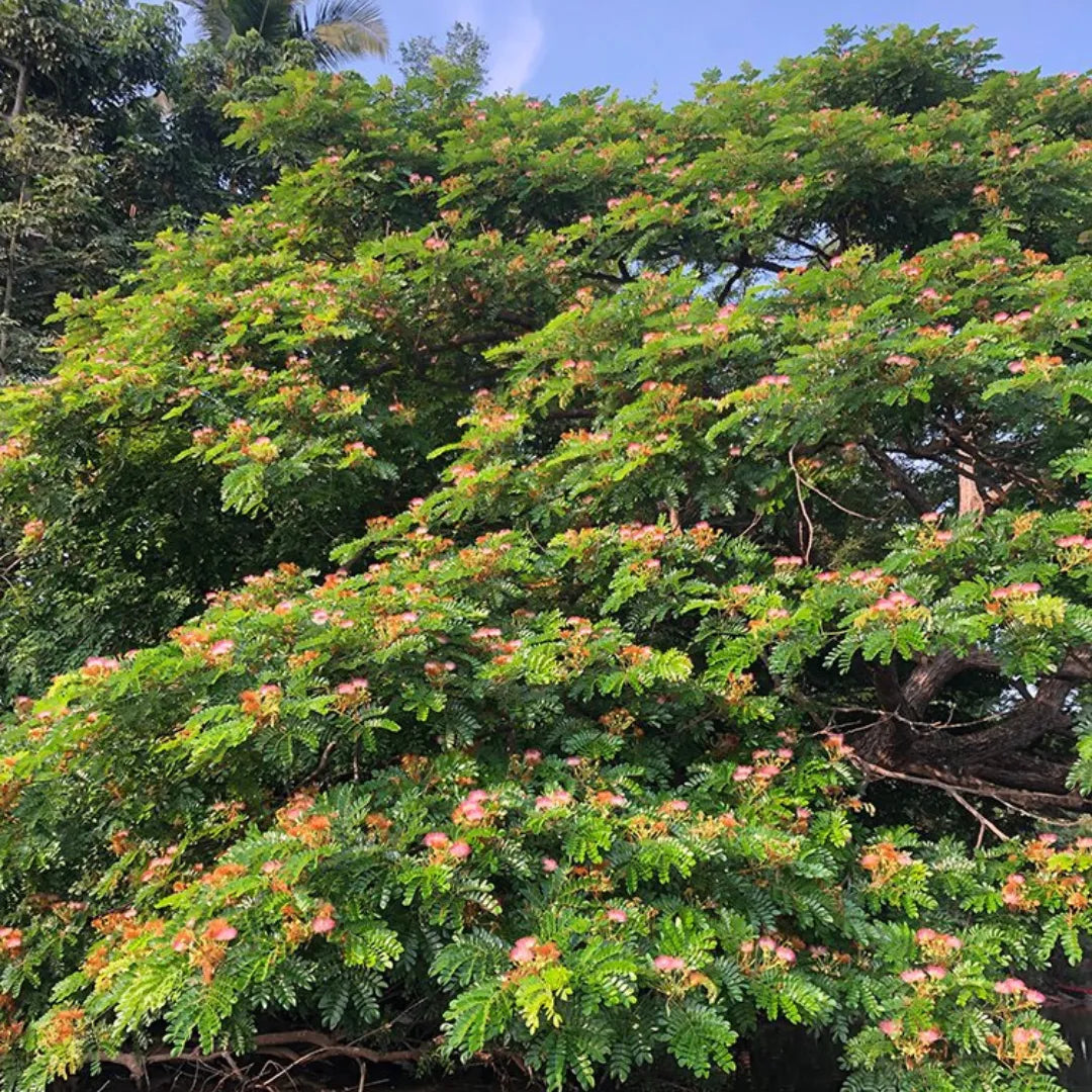 Buy Rain tree - Plant Online at Lalitenterprise