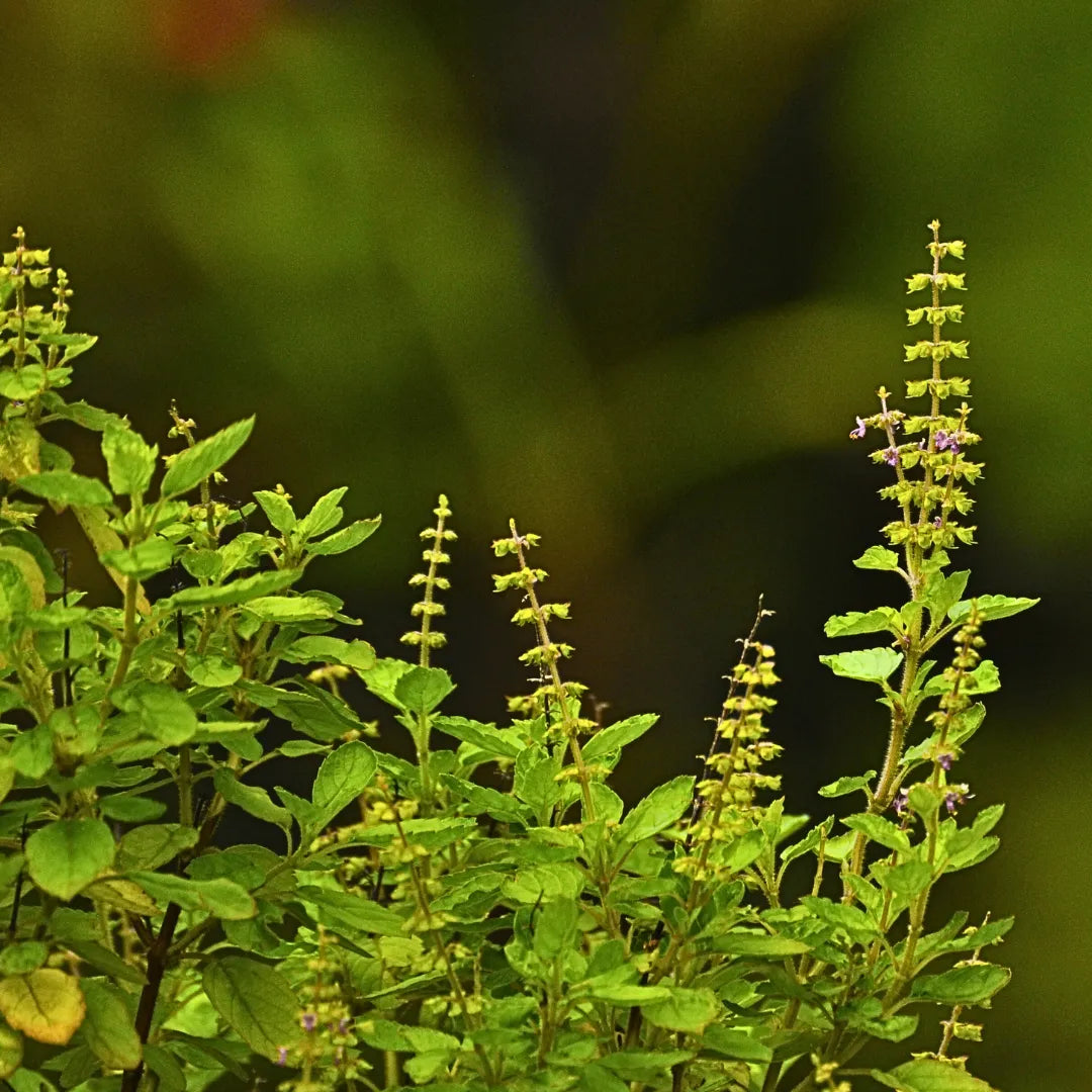 Buy Rama Tulsi (Ocimum Gratissimum) - Plant Online at Lalitenterprise