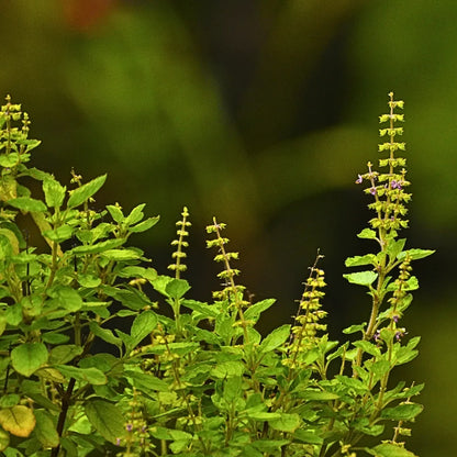 Buy Rama Tulsi (Ocimum Gratissimum) - Plant Online at Lalitenterprise