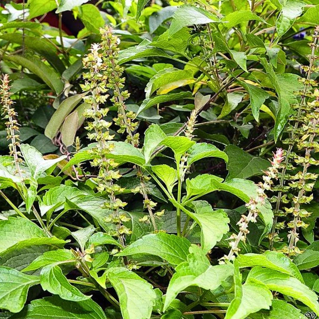 Buy Ocimum Gratissimum - Plant Online at Lalitenterprise