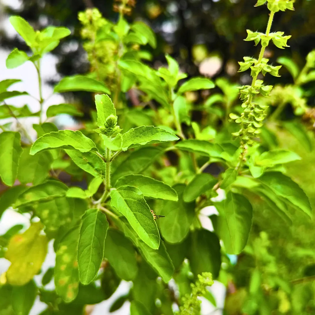 Buy Rama Tulsi - Plant Online at Lalitenterprise