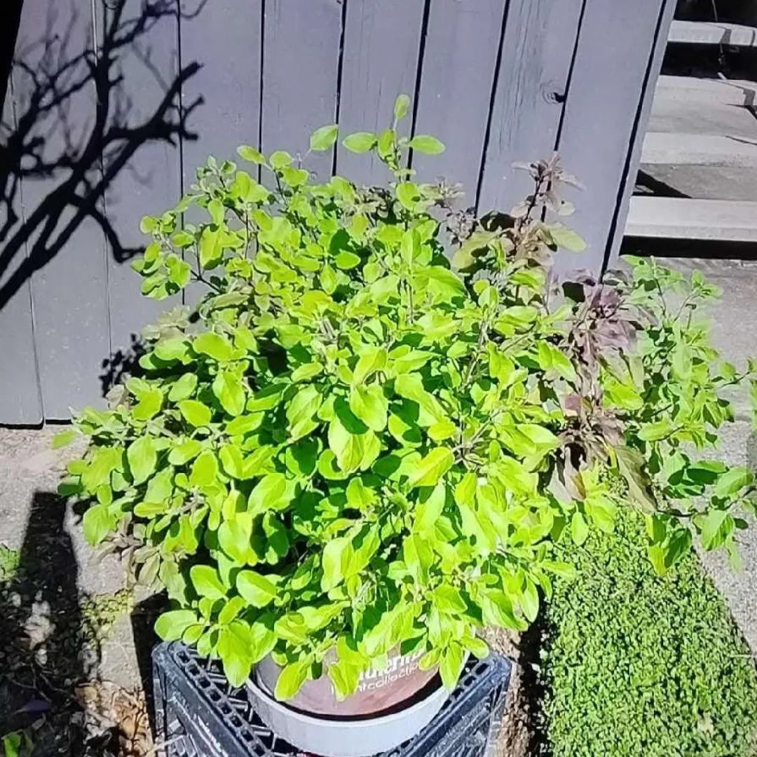 buy tulsi plant with pot online Rama Tulsi (Ocimum Gratissimum)
