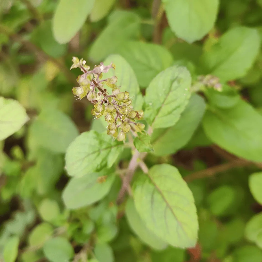 Buy Rama Tulsi Online at Lalitenterprise