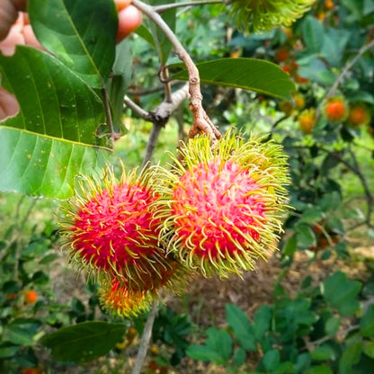 Buy Nephelium Lappaceum - Plant Online at Lalitenterprise