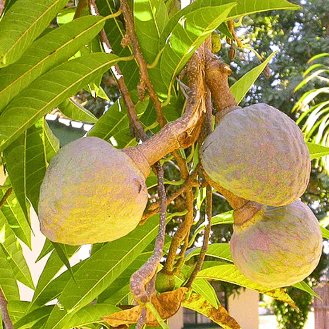 Buy Annona Reticulata -  Plant Online at Lalitenterprise