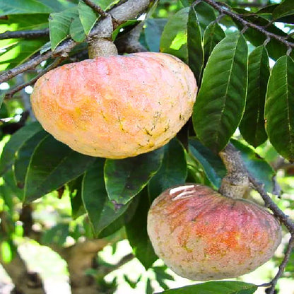 Buy Wild Sweetsop -  Plant Online at Lalitenterprise