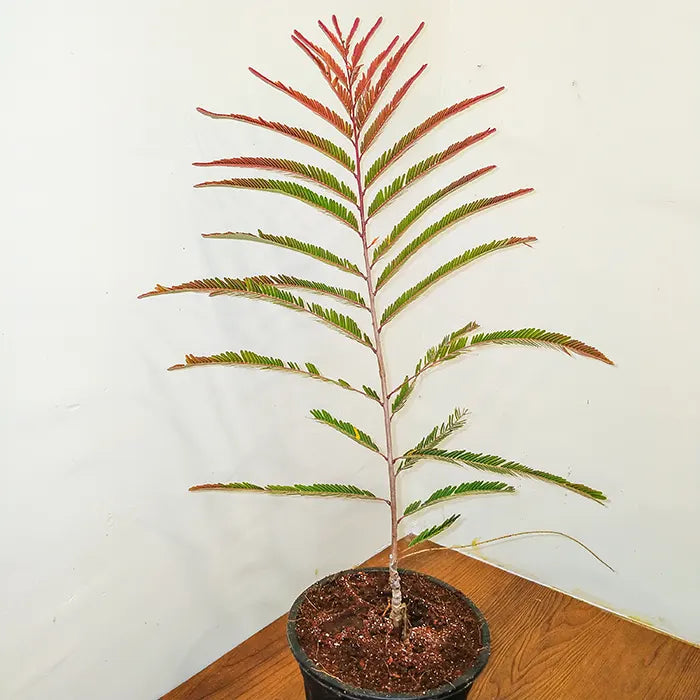 amla plant in pot Rare Red Amla (Phyllanthus Emblica) Indian Gooseberry