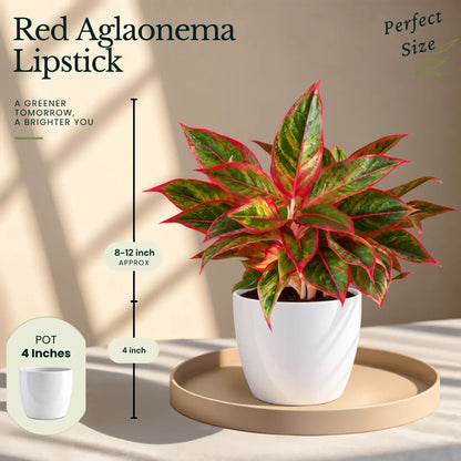 Buy Festive Decor Aglaonema Plants Online at Lalitenterprise